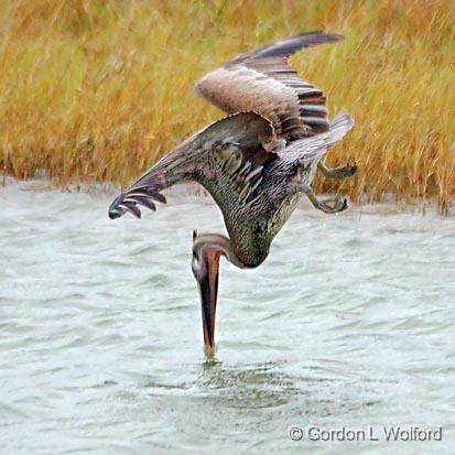 Taking The Plunge_32271.jpg - Brown Pelican (Pelecanus occidentalis)Photographed along the Gulf coast near Port Lavaca, Texas, USA.